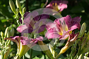 Mother-of-pearl Pink Flowers Daylily Entrapment