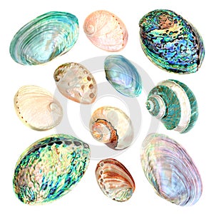 Mother of Pearl Seashell Collection