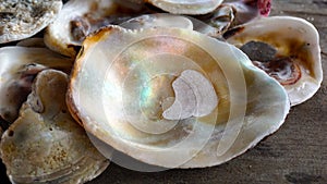 Mother of pearl shells