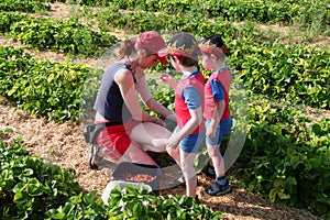 Mother picking strawberries with her sons