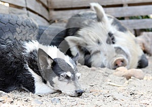 Mother pig asleep by a dog on a farm