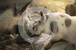 Mother pig and baby piglet