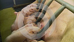 Mother Pig Feeding its Piglets, Pig Farm, UK