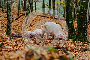 A mother pig and five small piglets in the autumn forest walk