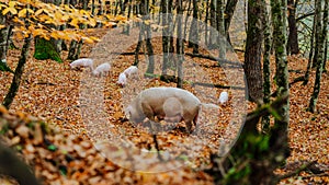 A mother pig and five small piglets in the autumn forest walk