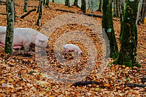 A mother pig and five small piglets in the autumn forest walk