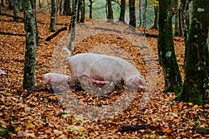 A mother pig and five small piglets in the autumn forest walk