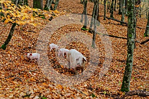 A mother pig and five small piglets in the autumn forest walk