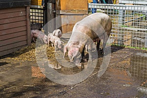 Mother pig with her piglets farm animals
