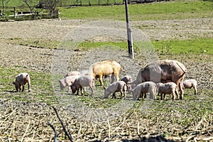 mother pig with her piglets on a meadow eat farm agriculture pork