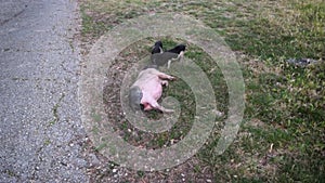 Mother pig lies on the grass and near her two little piglets. Dwarf Vietnamese pot-bellied black-and-white mini pigs.