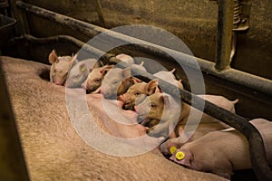 Mother pig locked in a cage with her piglets on a breeding farm