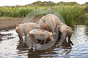 Mother pig in the muddy pond with four piglets, seen from behind.