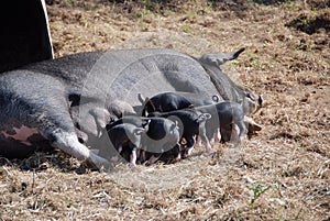 Mother pig nursing piglets