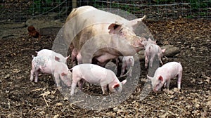 Mother Pig and Piglets