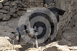 Mother pig with piglets, in the streets of Tarrafal, the island of Santiago, Cape Verde, Cabo Verde