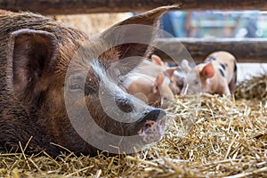 A mother pig is resting in the straw while her newborn piglets a