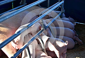 Mother Pig Takes Care of Her Piglets. Small suckling pigges feed on pig motherâ€™s milk.