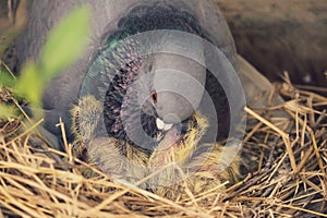 A mother pigeon kissing feeding the baby pigeons in the nest