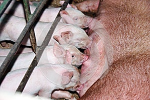 Mother and piglets