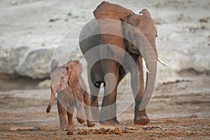 Mother and a playful and cute baby elephant walking together in red sunset light in Chobe River Botswana