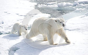 Mother polar bear and cub