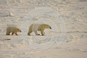 Mother Polar bear and cub in the arctic