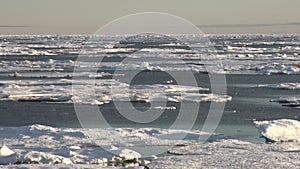 Mother polar bear and her cub on cold ice floe.