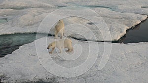 Mother polar bear and her cub on cold ice floe.
