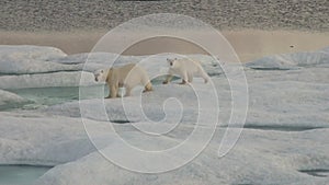 Mother polar bear and her cub on cold ice floe.