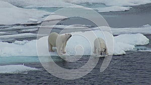 Mother polar bear and her cub on cold ice floe.