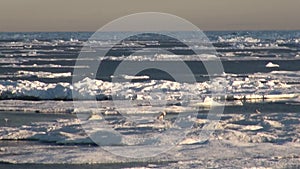 Mother polar bear and her cub on cold ice floe.