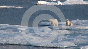 Mother polar bear and her cub on cold ice floe.