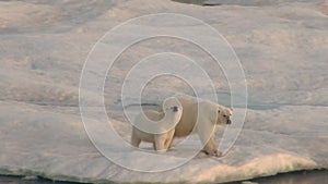 Mother polar bear and her cub on cold ice floe.