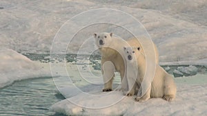 Mother polar bear and her cub on cold ice floe.