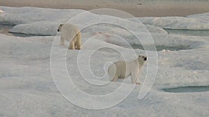 Mother polar bear and her cub on cold ice floe.