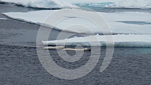 Mother polar bear and her cub on cold ice floe.