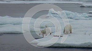 Mother polar bear and her cub on cold ice floe.