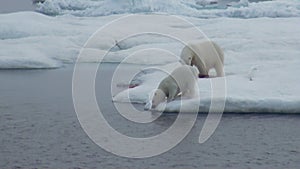 Mother polar bear and her cub on cold ice floe.