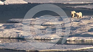 Mother polar bear and her cub on cold ice floe.