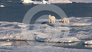 Mother polar bear and her cub on cold ice floe.