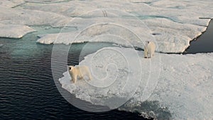 Mother polar bear and her cub on cold ice floe.