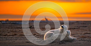A mother polar bear lying down with its cub on a sandy ground under sunset