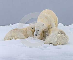 Mother polar bear in Norway nurses young on ice flow