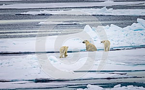 Mother polar bear rinses off in fresh water pond on ice floe photo