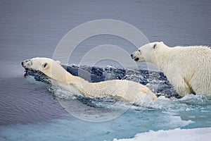 Mother polar bear swims with young cub