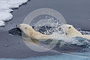 Mother polar bear teaching her cub to swim.