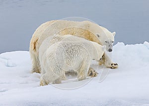 Mother polar bear with two cubs