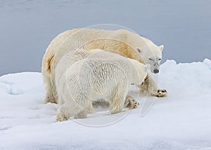 Mother polar bear with two cubs