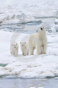 Mother polar bear with two cubs, Chukotka, Russian Far East